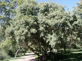 S. leptodictya mature tree