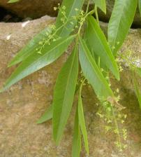 S. pendulina foliage & flowers