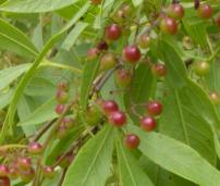 S. pendulina berries