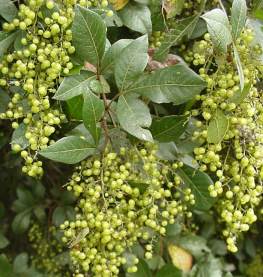 Unripe fruits.Photo Copyright Geoff Nichols