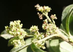 S. pyroides flowers