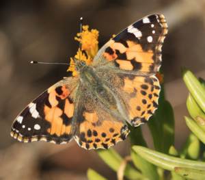 Butterfly on flower