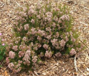 Growing in the garden