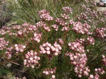 Growing neat Franschhoek