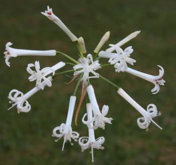 Flowerhead