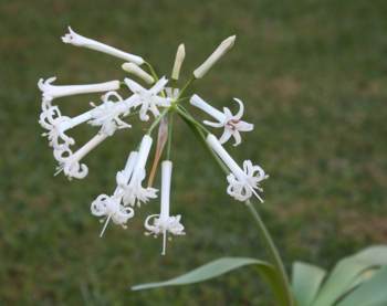 Plant in flower