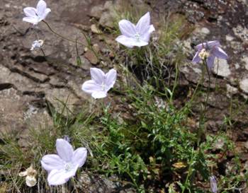 Plant in flower