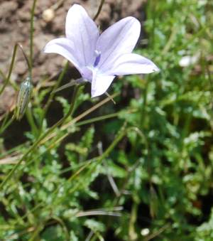 Flower and leaves