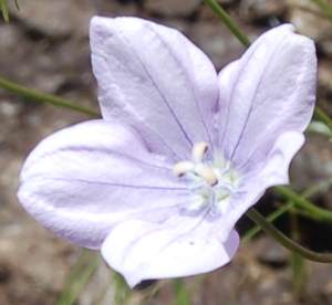 Close up of flower