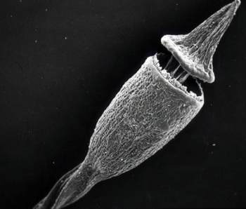 SEM image of Capsule 