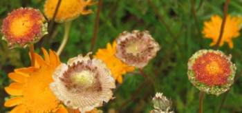 Seedheads forming