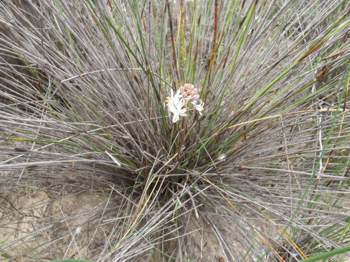 Growing in a restio bush