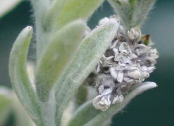 Leaves and flowers of Petalacte coronata