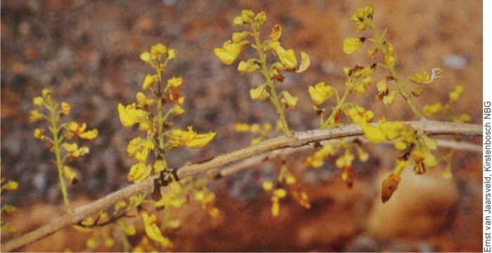 Coleus esculentus flowers. (Photo Ernst van Jaarsveld)