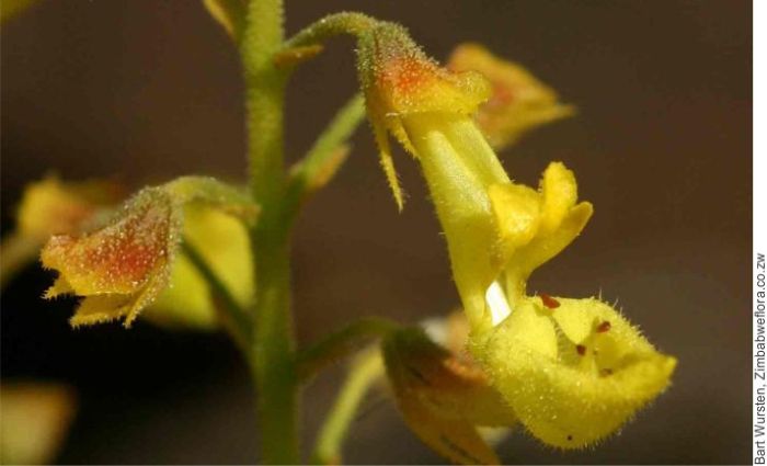 Coleus esculentus flower. (Photo Bart Wursten)