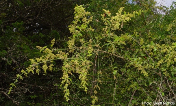 Azima tetracantha in flower. Photo Geoff Nichols