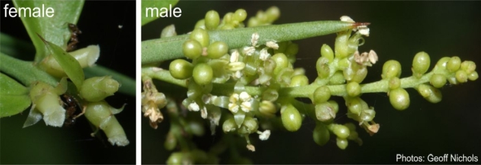 Azima tetracantha flowers close. Photo Geoff Nichols