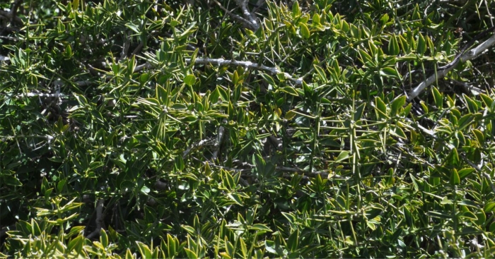 Azima tetracantha, dense thicket of spiny stems. Photo Alice Notten