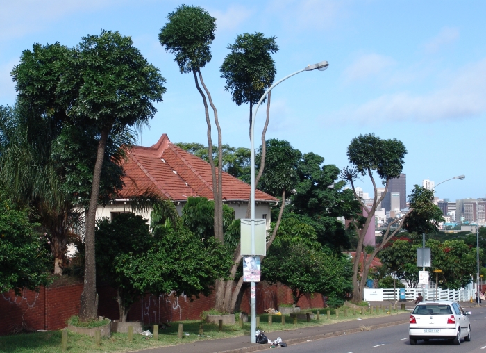 Cussonia sphaerocephala, Berea Road, Durban. (Geoff Nichols)