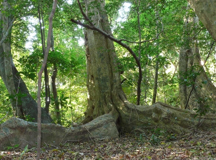 Buttressed base of a Cussonia sphaerocephala in Ngoye, KwaZulu-Natal. (Geoff Nichols)