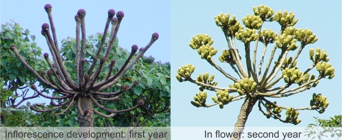 Development of the inflorescence of Cussonia sphaerocephala. (Geoff Nichols)