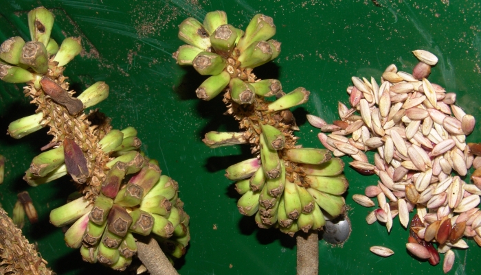 Cussonia sphaerocephala, fruits and seeds. (Geoff Nichols)