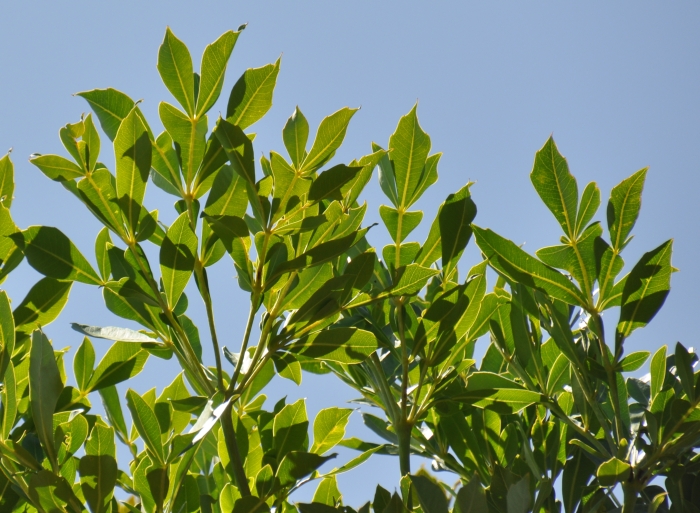 Cussonia sphaerocephala leaves. (Alice Notten)