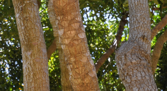 Cussonia sphaerocephala old and younger trunks, showing leaf scars and bark. (Alice Notten)