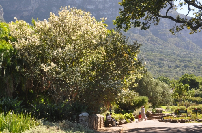 Dombeya tiliacea, 30-40 year old specimen in Kirstenbosch NBG.