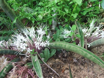Sansevieria hallii growing in the Botanical Society Conservatory, Kirstenbosch National Botanical Garden