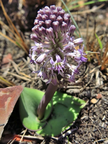 Ledebouria sandersonii, Buffelskloof Nature Reserve, Mpumalanga. (Rudi von Staden)