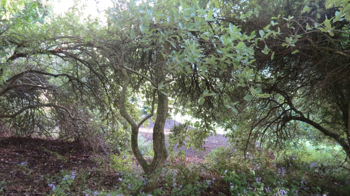 Brachylaena rotundata, growing in Kirstenbosch NBG.