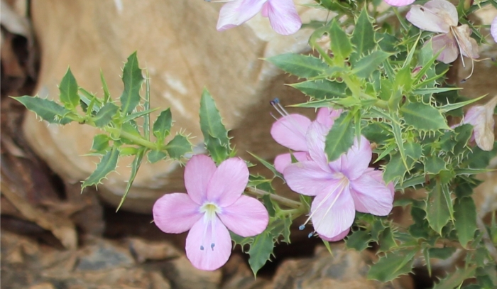 Barleria rigida var. rigida, flowers and foliage.