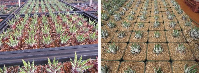 Large scale cultivation of broad-banded forms of Haworthiopsis attenuata var. attenuata for the horticultural market. (S.D. Gildenhuys)