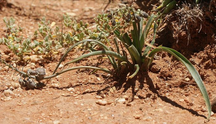 Ledebouria apertiflora, some plants have completely unspotted leaves.