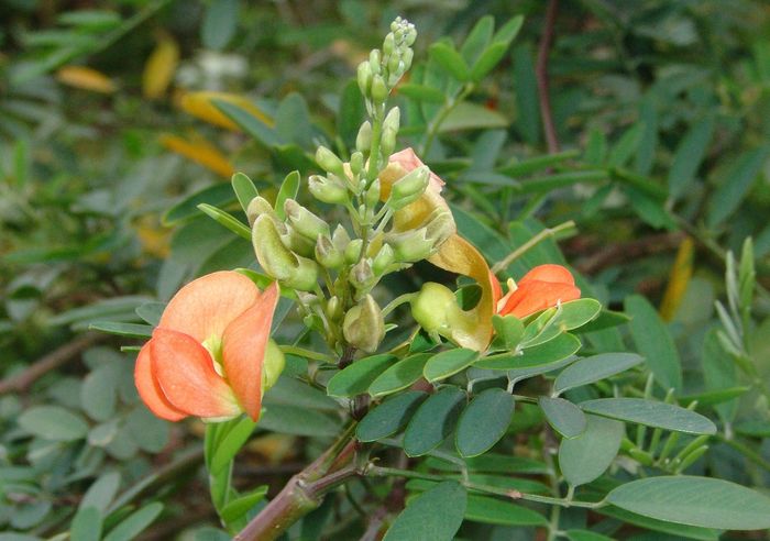  Tephrosia pondoensis (Geoff Nichols)