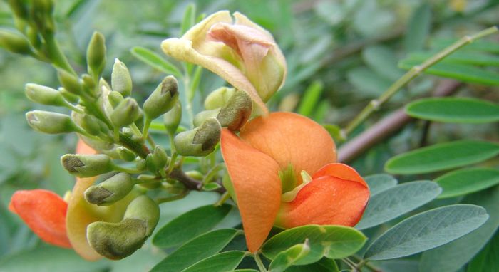  Tephrosia pondoensis, flowers. (Geoff Nichols)