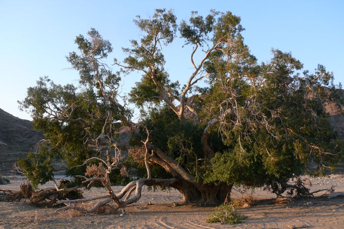 The largest known specimen of Ficus cordata, on the banks of the Orange River, at the farm Hom, near Abbassas. 