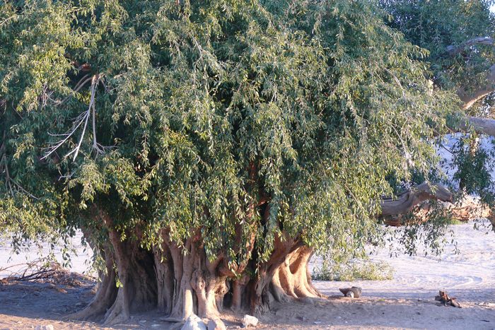 The Namaqua Fig, stem 4.78 m in diameter at breast height, from the farm Hom, Abbassas, Bushmanland.