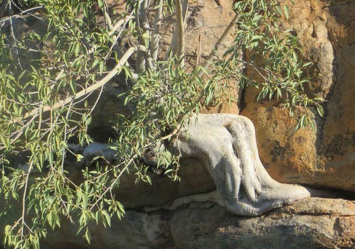 Ficus cordata in habitat at Boontjieskloof, northeast of Clanwilliam.