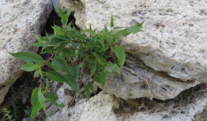 A young Ficus cordata on a limestone rock outcrop, Okakora Spring, Kaokoveld.