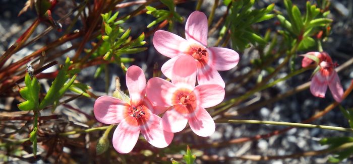 Pelargonium incarnatum 