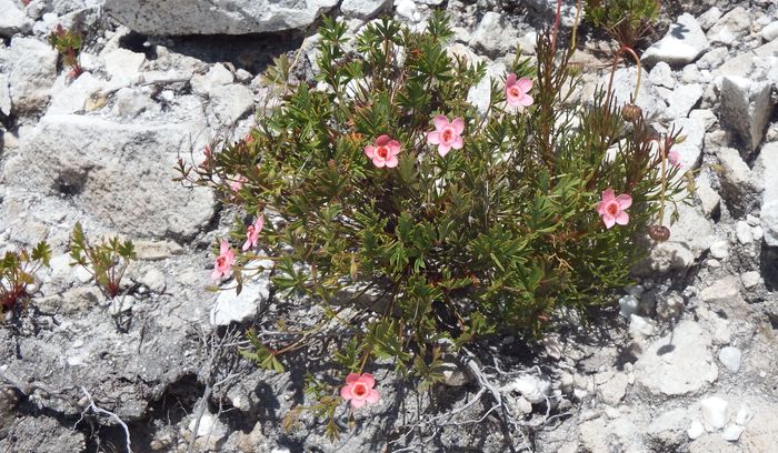 Pelargonium incarnatum, in habitat.