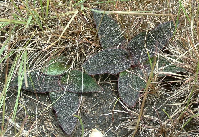 Ledebouria galpinii in habitat in Swaziland.