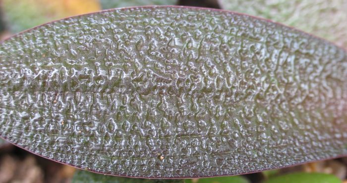 Ledebouria galpinii, glossy leaves pitted on the upper surface.