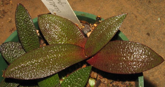 Ledebouria galpinii is easy to grow in containers.