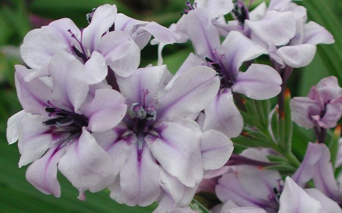 Babiana fragrans (Graham Duncan)