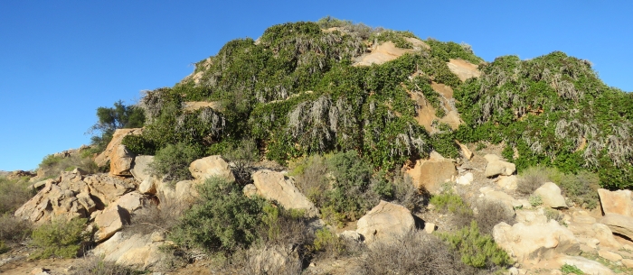 Ficus ilicina hugging a granite outcrop at Besondermeid, south of Steinkopf, Namaqualand. 