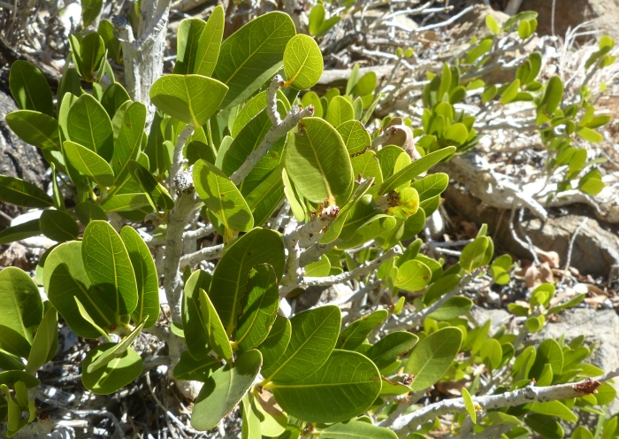 Ficus ilicina from the Namib Naukluft National Park. Note the broad leaves of the Namibian form, formerly named as Ficus guerichiana.