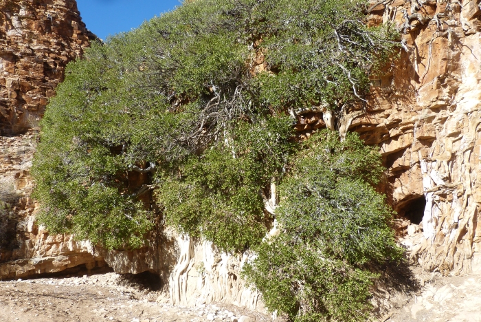 A mature specimen of Ficus ilicina from the Namib Naukluft National Park, Namibia. 